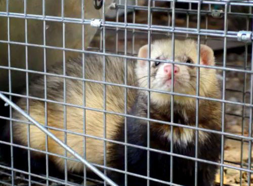 Trapping Stoats & Ferrets