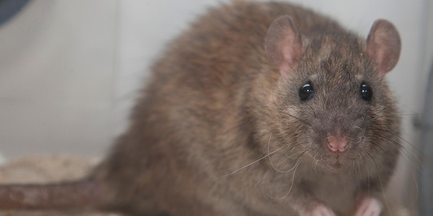 5 tips for rodent control this winter